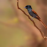 Afrikaanse Paradijsmonarch - African Paradise Flycatcher - Gambia - mei 2022 -  A69I3886.j