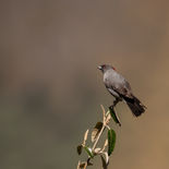 Roodkuifcotinga - Red-crested Cotinga - Ecuador -  28 september en 1 oktober 2021 - A69I48