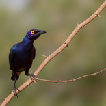 Purperglansspreeuw - Purple Starling - Gambia - mei 2022 