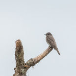 Westelijke Bospiewie - Western Wood Pewee - Ecuador - 8 oktober 2021 - A69I1529.jpg