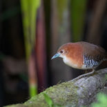 Witkeeldwergral - White-throated Crake - Ecuador - 6 oktober 2021 - A69I8847.jpg