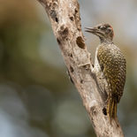 Goudstaartspecht - Golden-tailed Woodpecker - Gambia - mei 2022 - A69I0537.jpg