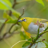 Indiase Brilvogel - Indian White-eye - Sri Lanka - juli_augustus - 2022 - A69I9960.jpg