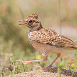 Boomleeuwerik - Solsona - Catalonië - 28 mei 2017 - A9A7872.jpg