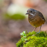 Allens Mierpitta - Moustached Antpitta - Ecuador - 5 oktober 2021 - A69I8328.jpg