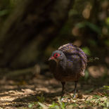 Germains Pauwfazant - Germain's Peacock-pheasant - Vietnam - 16 januari 2023 - A5A0052.jpg