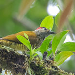 Olijfrugspecht - Golden-olive Woodpecker - Ecuador - 29 september 2021 - A69I0072.jpg