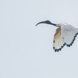 Heilige Ibis - Sacred Ibis - Gambia - mei 2022 - A69I0010.jpg