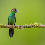 Violetborstbrilliantkolibrie - Violet-fronted Brilliant - Ecuador - 29 september 2021 - A6