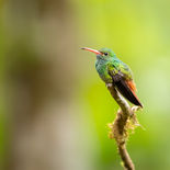 Roodstaartamazilia - Rufous-tailed Hummingbird - Ecuador -   3 en 6 oktober 2021 - A69I981