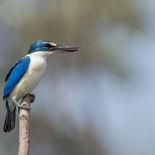 Witkraagijsvogel - Collared Kingfisher - Vietnam - 24 januari 2023 - A5A8418.jpg