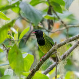 Groenzwarte Cotinga - Green-and-black-Fruiteater - Ecuador - 5 oktober 2021 - A69I8400.jpg