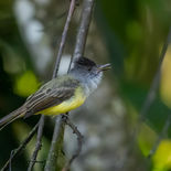 Monnikskaptiran - Dusky-capped Flycatcher - Ecuador - 3 oktober 2021 - A69I5755.jpg
