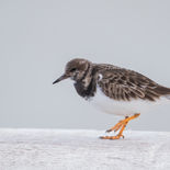 Steenloper - Nieuwpoort -  7 januari 2022 - A69I5584.jpg