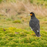 Lelcaracara - Carunculated Caracara - Ecuador - 10 oktober 2021 - HA69I4177.jpg