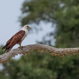 Brahmaanse Wouw - Brahminy Kite -  Sri Lanka - juli_augustus - 2022 - A69I8696.jpg