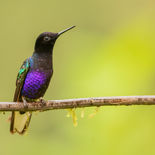 Witstaarthoornkolibrie - Velvet-purple Coronet - Ecuador - 8 oktober 2021 - A69I7093.jpg