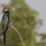 Afrikaanse Slangenhalsvogel - Gambia - mei 2022 -  A69I4077.jpg