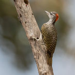 Goudstaartspecht - Golden-tailed Woodpecker - Gambia - mei 2022 - A69I0513.jpg