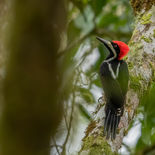Bruingebandeerde Specht - Powerful Woodpecker - Ecuador -  8 oktober 2021 - A69I1713.jpg