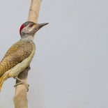 Stippelspecht - Fine-spotted Woodpecker - Gambia - mei 2022 - A69I9246.jpg