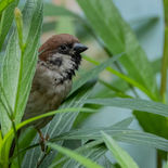 Ringmus - Treesparrow - Vietnam - 16 januari 2023 - A5A7665.jpg