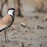 Sporenkievit - Spur-winged Lapwing - Gambia - mei 2022 - A69I0920.jpg