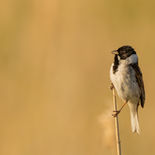 Rietgors - Rietmoerassen - Kallo -19 mei 2023 - A5A0461.jpg