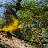 Dunsnavelwielewaal - Slender-billed Oriole - Vietnam - 20 januari 2023 - A5A3174.jpg