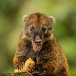 Zuid-Amerikaanse Coati - South-American Coati - Ecuador - 1 oktober 2021 - A7164.jpg