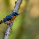Indochinese Niltava - Indochinese Blue Flycatcher - Vietnam - 16 januari 2023 - A5A7923.jp