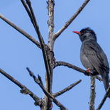 Himalayaanse Zwarte Buulbuul - Black Bulbul - Vietnam - 14 januari 2023 - 5A6831.jpg