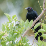 Indische Koël - Asian Koel - Sri Lanka - juli_augustus - 2022 - A69I9555.jpg
