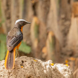 Schubkaplawaaimaker - White-crowned Robin-chat - Gambia - mei 2022 - A69I9184.jpg