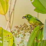 Geelbuiktangare - Yellow-bellied Tanager - Ecuador - 1 oktober 2021 - A69I1568.jpg