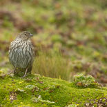 Loodkleurige Sierragors - Plumbeous Sierra Finch - Ecuador -  10 oktober 2021 - A69I4101.j