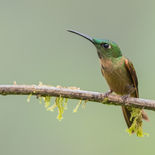 Bruinborstbrillantkolibrie - Fawn-breasted Brillant - Ecuador - 29 september 2021 - A69I68