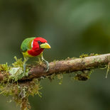 Roodkopbaardvogel - Red-headed Barbet  - Ecuador -  1 oktober 2021 - A69I9904.jpg