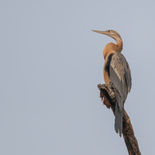 Afrikaanse Slangenhalsvogel - Gambia - mei 2022 -  A69I4044.jpg
