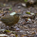 Annamkruiplijster - Indochinese Wren Babbler - Vietnam - 22 januari 2023 - A5A5946.jpg