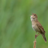 Snor - Zouweboezem - NL - 23 mei 2023 - A5A0815.jpg