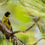 Vietnamese Groenling - Vietnamese Greenfinch - Vietnam - 20 januari 2023 - A5A5666.jpg