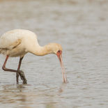Afrikaanse Lepelaar - African Spoonbill - Gambia - mei 2022 -  A69I0150.jpg