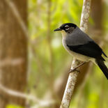 Zwartkopsibia - Black-headed Sibia - Vietnam - 19 januari 2023 - A5A2188.jpg