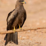 Geelsnavelwouw - Yellow-billed Kite - Gambia - mei 2022 - A69I3944.jpg
