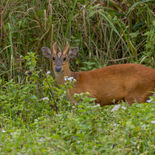 Rode Muntjak - Red Muntjac - Vietnam - 18 januari 2023 - A5A0663.jpg