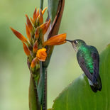 Draadvleugelkolibrie - Mountain Velvetbreast - Ecuador - 2 oktober 2021 - A69I3642.jpg