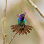 Bronsstaartsaffierkolibrie - Golden-tailed Sapphire- Ecuador - 30 september 2021 - A69I226