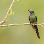 Violetstaartnimf - Violet-tailed Sylph - Ecuador - 3 oktober 2021 - A69I6889.jpg