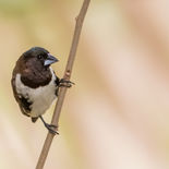 Gewoon Ekstertje - Bronze Mannikin - Gambia - mei 2022 - A69I1519.jpg